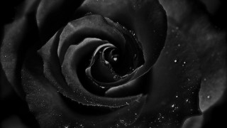 Black rose water droplets black 2 - ann thetis blacker free wallpaper