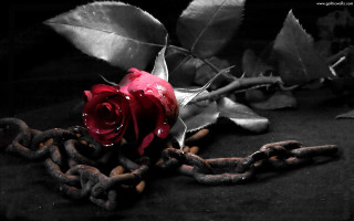 Rose chain water droplets ground - a rose free wallpaper