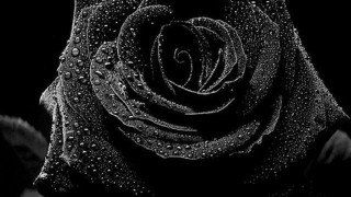 Black white rose water droplets 2 - petal free wallpaper for desktop