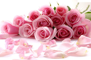 Pink roses scattered petals white - rose free wallpaper