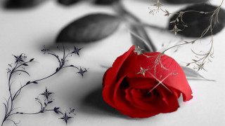 Red rose silver stem white - a white surface free wallpaper