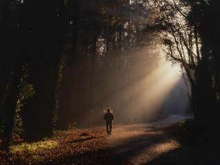 Person walking path woods sun - a path free wallpaper