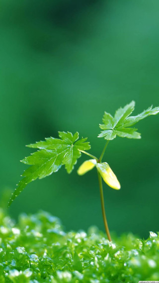 Small plant yellow flower grass 2 - free nature wallpaper