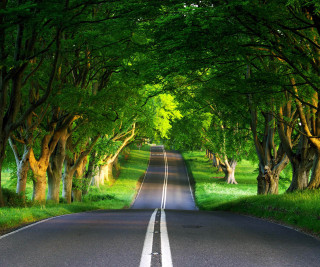 Tree lined road with grass 2 - forest free wallpaper