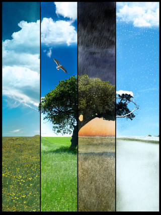 Tree bird flying sky grass - a detailed matte painting free wallpaper