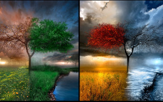 Trees color sizes leaves flowers - a series free wallpaper