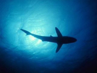 Shark swimming ocean light person - a shark swimming in the ocean free wallpaper