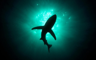 Shark swimming ocean nighttime green - back free wallpaper