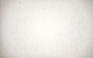 White wall black white cat 7 - cat free wallpaper