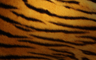 Tiger fur closeup black background - a white stripe free wallpaper