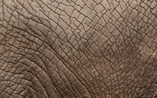 Elephant face trunk lightbrown texture - brown free wallpaper