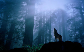 Wolf rock forest night fog 2 - a rock in a forest free wallpaper