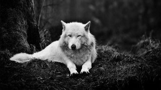 White wolf laying grass forest - the grass next free wallpaper