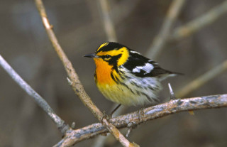 Small yellow black bird branch - a branch of a tree free wallpaper