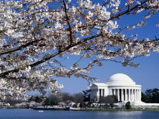 Cherry blossom tree building lake - american impressionism free wallpaper