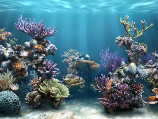 Large aquarium corals seaweeds underwater - coral free wallpaper