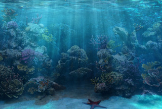 Starfish swimming aquarium corals marine - coral free wallpaper