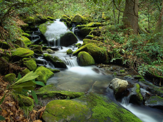 Stream lush forest rocks mossy 2 - the rock free wallpaper