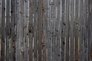 Wooden fence bird perched top - depth of field free wallpaper