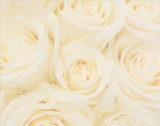 White roses closeup soft blurry - a close up of a bunch free wallpaper