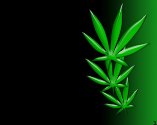 Green plant black background green - a green plant free wallpaper