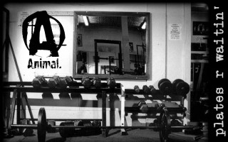 Gym dumbbells mirror animal workout - a gym free wallpaper