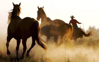 Man riding brown horse field - western free wallpaper