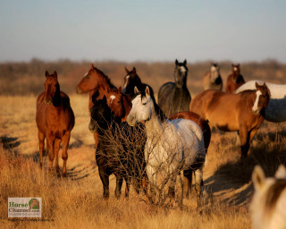 Horses field dry grass sky - dry free wallpaper