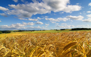 Wheat field blue sky clouds 24 - heavy grain free wallpaper