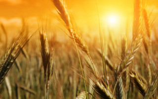 Wheat field sunset blurry grass 2 - heavy grain free wallpaper