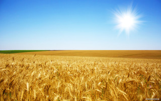 Wheat field sunshine blue sky - heavy free wallpaper