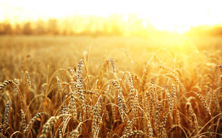 Wheat field sunlight harvest ready - heavy grain free wallpaper