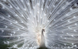 White peacock feathers spread tail 2 - its feather free wallpaper