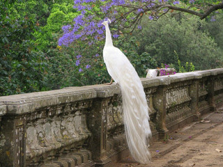 White peacock stone wall tree - magic realism free wallpaper