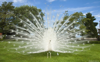 White peacock feathers grass trees - charles bird king free wallpaper