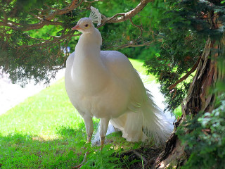 White peacock tree park grass - grass and trees free wallpaper