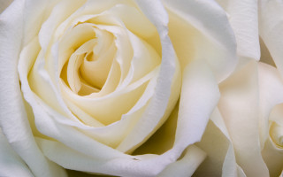 White rose closeup large petals - a white rose free wallpaper