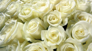 White roses bouquet closeup table - a bouquet free wallpaper
