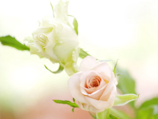 White rose vase green leaves 2 - green leaf and buds free wallpaper