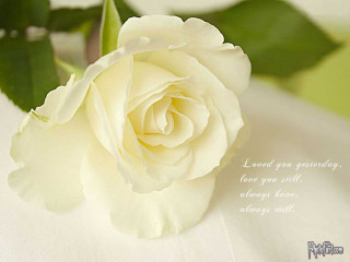 White rose quote tablecloth green - a green leafy background free wallpaper