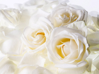 White roses rococo watercolor ambient - a close up of a bunch free wallpaper