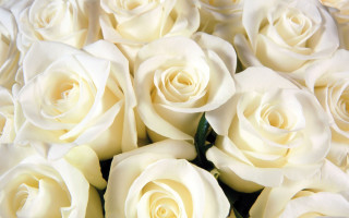 White roses bouquet green stem - a bouquet free wallpaper