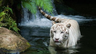White tiger waterfall fern marble - majestic free wallpaper for desktop