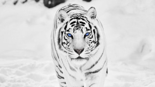 White tiger blue eyes walking - a white tiger free wallpaper