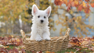 Small white dog basket grass 2 - a house in the background free wallpaper
