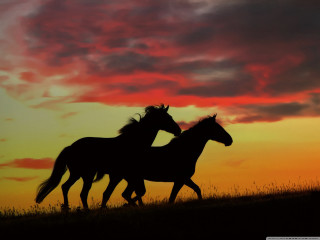 Horses running sunset red sky - the sunset free wallpaper