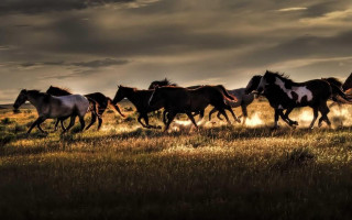 Horses running field cloudy sky - cinematic photography free wallpaper