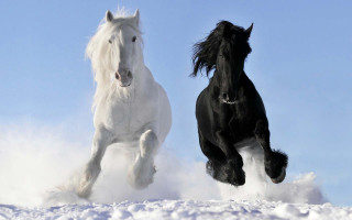 Horses running snow together winter - the snow together free wallpaper