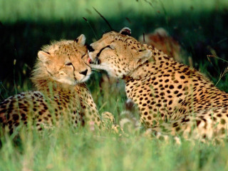 Cheetahs sitting grass rubbing face - wildlife photography free wallpaper