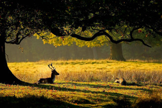 Deer laying shade tree field - a deer free wallpaper